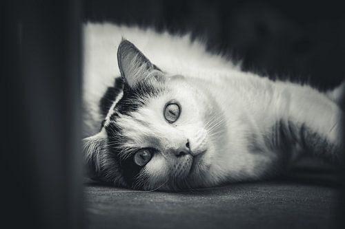 Looking at the camera