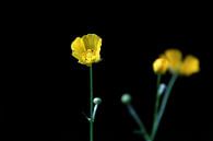 Buttercups in the dark by Ilona Bredewold thumbnail