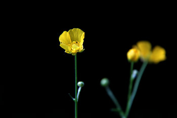 Buttercups in the dark