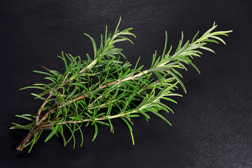 frischer grüner Rosmarin, Rosmarinus officinalis, auf dunklem Schiefergrund mit Kopierfeld