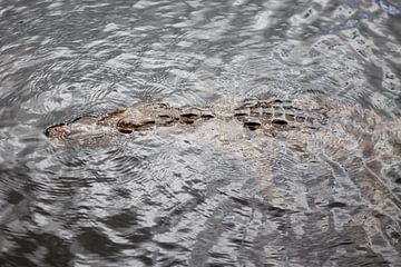 Krokodil in de Zwarte Rivier (Jamaica)