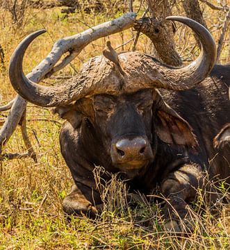 Buffel in het Tshukudu Game Lodge - Zuid-Afrika van Lizanne van Spanje