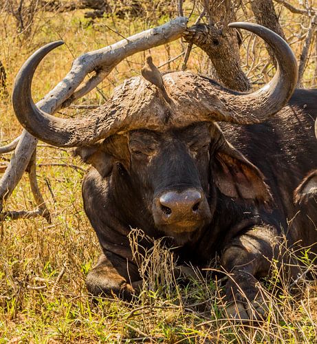 Buffel in het Tshukudu Game Lodge - Zuid-Afrika