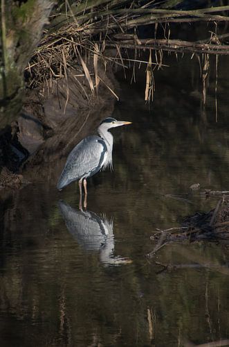 Grey Heron