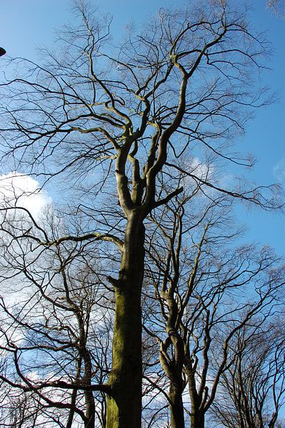 Herfst in het bos. van Fred Fiets