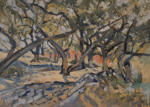 Zonnige plek in de olijfgaard