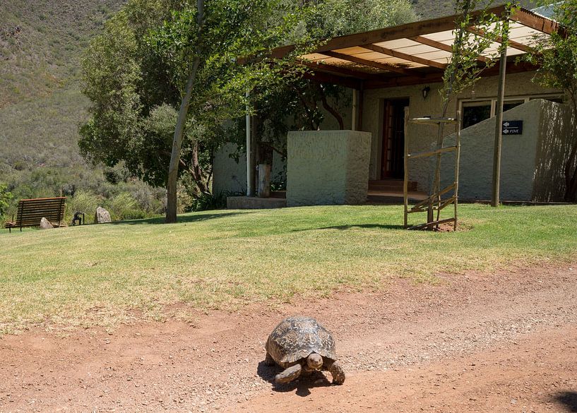 Africa Camps by Marion Meyer
