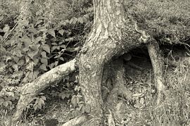 Wortels in de lucht. Een boom in het Zwarte Woud. von Anne Hana