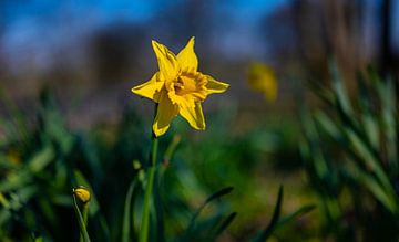 Close up of a yellow daffodil flower in the park by JGL Market