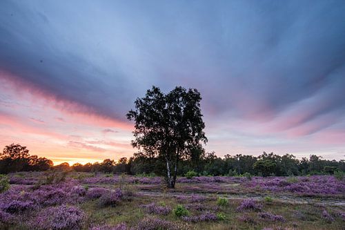 Zonsondergang op de paarse heidevelden!