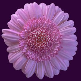 Le pouvoir des fleurs sur Peter Bartelings