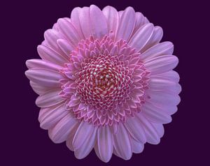 Le pouvoir des fleurs