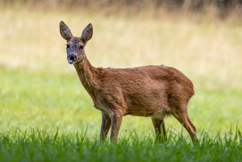 Brutaal hert van Teresa Bauer