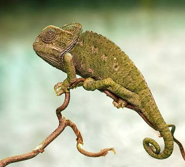 Chameleon by Loek Lobel