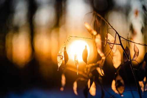La lumière du soleil dans la forêt sur Catrin Grabowski