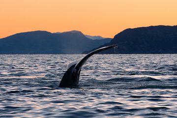 Baleine à bosse sur Jacco van Son