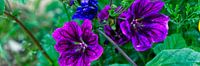 Paarse wilde bloemen van Patricia Piotrak thumbnail