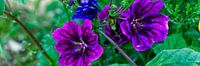 Purple wild flowers