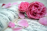 Rose Romance