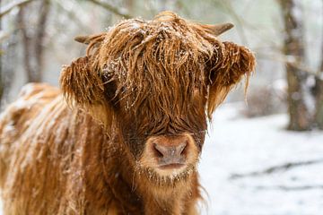 Portrait of a Scottish Highlander cow in the snow