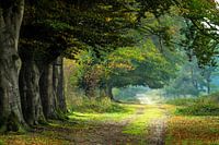 Herbst bei De Leersumse Plassen