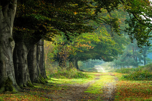 Herbst bei De Leersumse Plassen