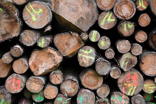 troncs d'arbres sciés en lisière de forêt