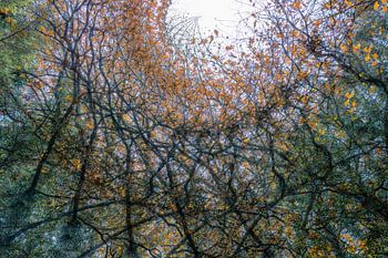 Het pantheon in het bos.