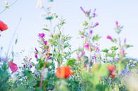 Wilde Zomer Bloemen in een veld bij Gewande 03 van FotoDennis.com | Werk op de Muur thumbnail