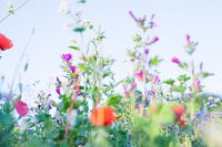 Wilde Zomer Bloemen in een veld bij Gewande 03