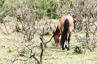 Paard II