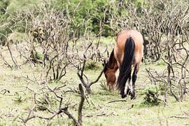 Paard II von Irene Hoekstra