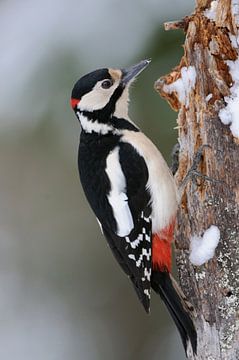 Great Spotted Woodpecker ( Dendrocopos major ) in winter van wunderbare Erde