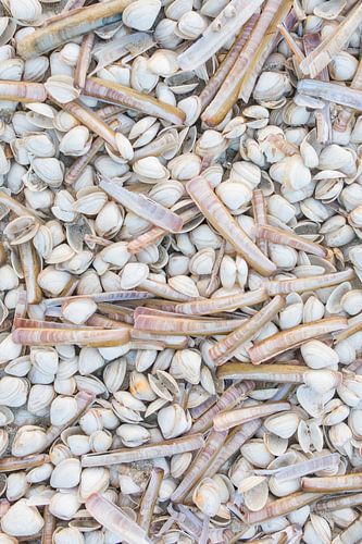 Schelpen op t Noordzeestrand