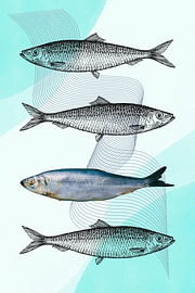 Herring in symmetry by Fineline