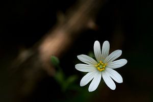 Caché dans la forêt
