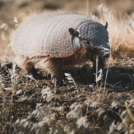 Armadillo en Patagonie sur Leo van Gemmern