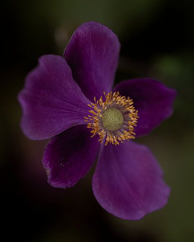 Macro photo of purple anemone