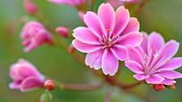 Roze bloemetjes (kruiden?) van Ronald Smits thumbnail