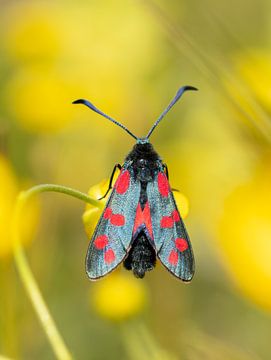 Burnet moth by Diane van Veen