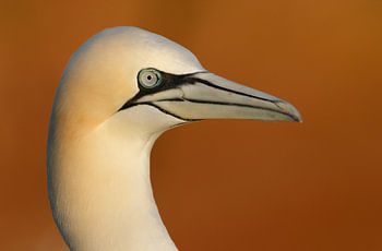 Gannet