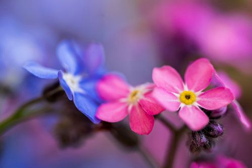 Een roze en blauwe bloem maken een mooi geheel.