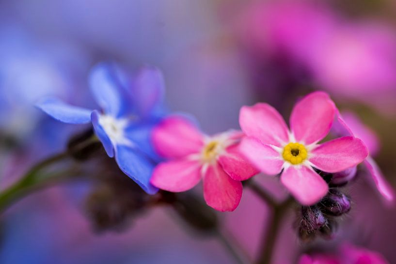 Eine rosa und eine blaue Blume ergeben ein schönes Ganzes. von Gianni Argese