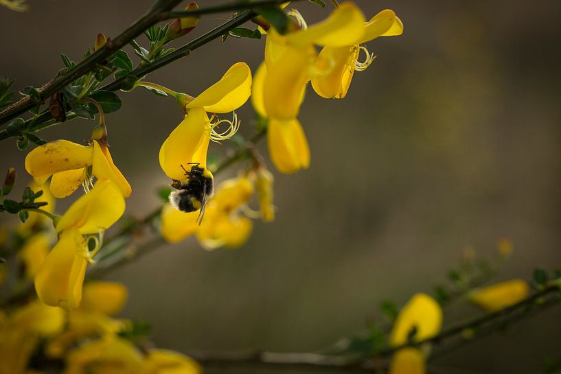 Hommel van André Dorst