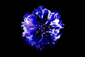 Kornblumenblüte