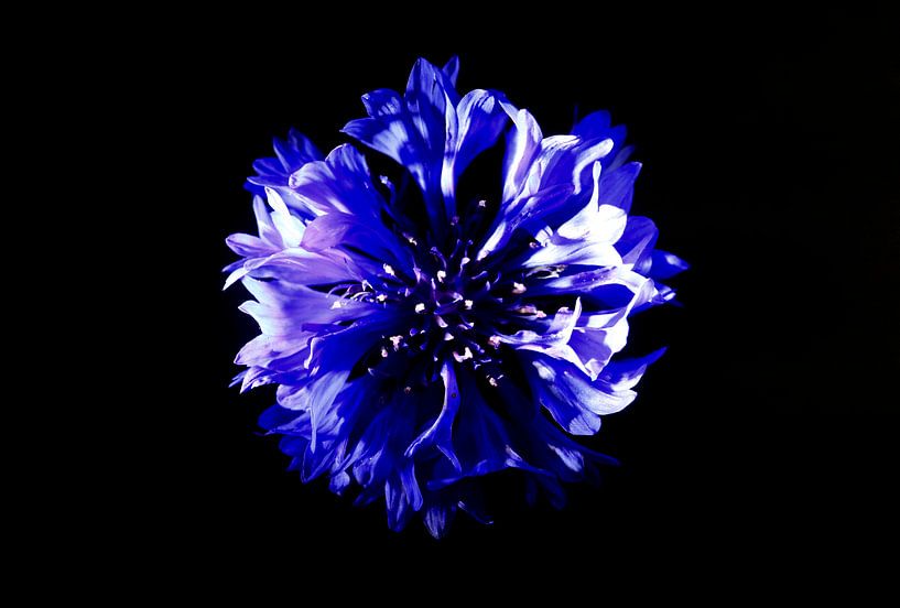 Cornflower blossom by Thomas Jäger