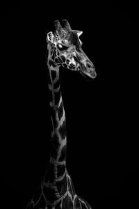 giraffe by Mirthe Vanherck