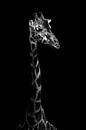 girafe par Mirthe Vanherck Aperçu