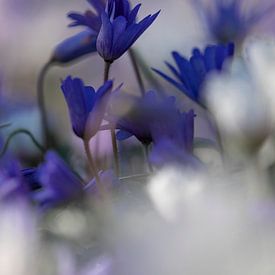 Keukenhof bloemen Paars 2 sur Antine van der Zijden