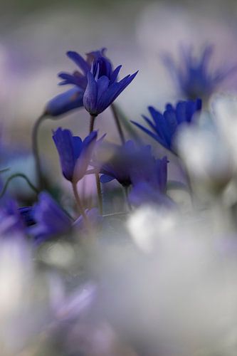Keukenhof bloemen Paars 2